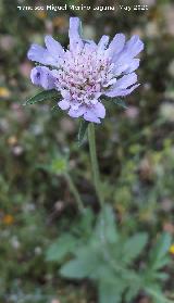 Escabiosa - Scabiosa atropurpurea. Cerro Toledo - Los Villares