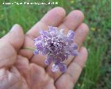 Escabiosa - Scabiosa andryaefolia. Cazorla