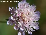 Escabiosa - Scabiosa andryaefolia. Cazorla