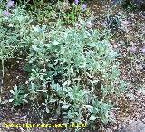 Escabiosa - Scabiosa andryaefolia. Cazorla