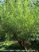 Mimbrera - Salix fragilis. Cazorla