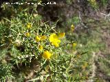 Aliaga - Genista scorpius. Benalmdena