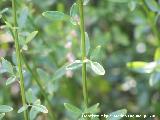 Jazmn silvestre - Jasminum fruticans. Cazorla