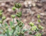 Candilera - Phlomis lychnitis. Cazorla