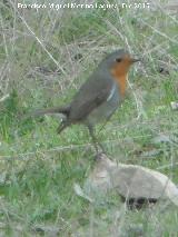 Pjaro Petirrojo - Erithacus rubecula. La Carnicera - Castellar