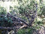 Jara hoja de laurel - Cistus laurifolius. La Hoya - Jan