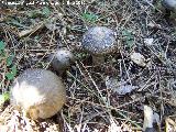 Tricholoma pardinus - Tricholoma pardinus. Quiebrajano - Jan