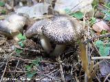 Tricholoma pardinus - Tricholoma pardinus. Quiebrajano - Jan