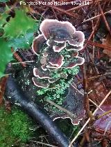 Seta multicolor - Trametes versicolor. 