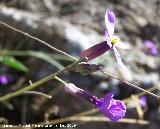 Collejn - Moricandia arvensis. Villanueva de las Torres