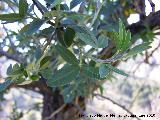 Altramuz del diablo - Anagyris foetida. Otiar - Jan