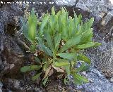 Cuchilleja - Bupleurum gibraltarium. La Veleta - Los Villares