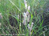 Pie de liebre - Plantago lagopus. Bergao - Navas de San Juan