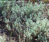 Zamarrilla - Teucrium polium. Cazorla