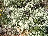 Zamarrilla - Teucrium polium. Santa Ana - Torredelcampo