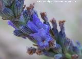 Alhucema - Lavandula latifolia. Cerro de Gontar - Santiago Pontones