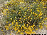 Botonera - Santolina rosmarinifolia. Pilar de los Potros - Torredelcampo