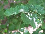 Mostajo - Sorbus torminalis. Cazorla