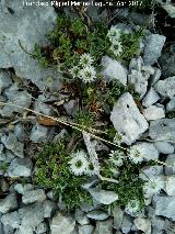 Globularia - Globularia spinosa. Castillo Majada Hinojosa - Albanchez de Mgina