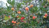 Madroo - Arbutus unedo. El Santo - Santa Elena