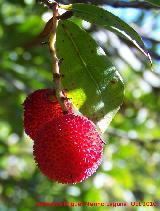 Madroo - Arbutus unedo. Los Villares