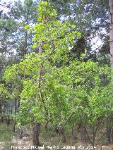 Madroo - Arbutus unedo. Sierra de Navalmanzano - Fuencaliente