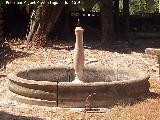 Fuente del Cortijo Amparo. 