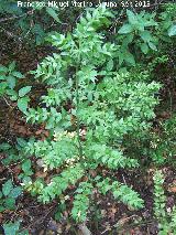 Rusco - Ruscus aculeatus. La Baizuela - Torredelcampo