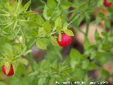 Rusco - Ruscus aculeatus. Zagrilla Baja - Priego de Crdoba