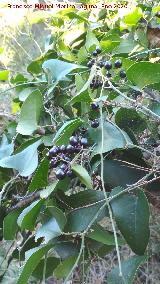 Zarzaparrilla - Smilax aspera. Cerro Pinillo - Ja�n
