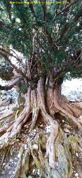 Tejo Milenario Macho. Tronco y ra�ces