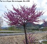 Arbol del amor - Cercis siliquastrum. Jan