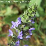 Hierba de ciego - Salvia verbenaca. Navas de San Juan