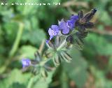 Hierba de ciego - Salvia verbenaca. Navas de San Juan