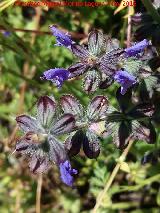 Hierba de ciego - Salvia verbenaca. La Estrella - Navas de San Juan