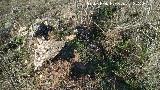 Castelln de Caviedes. Muros