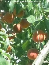 Melocotonero - Prunus persica. Castillo de Locubn