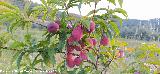 Melocotonero - Prunus persica. La Venta - Los Villares