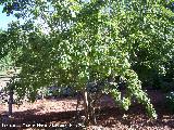 Peral - Pyrus communis. Cazorla