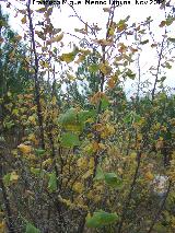 Avellano - Corylus avellana. Zagrilla Baja - Priego de Crdoba