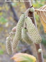 Avellano - Corylus avellana. Zagrilla Baja - Priego de Crdoba