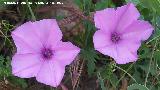 Correhuela rosa - Convolvulus althaeoides. Flores. La Veleta - Los Villares