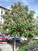 Castao de Indias - Aesculus hippocastanum. Alcal la Real