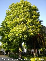 Castao de Indias - Aesculus hippocastanum. Jan