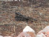 Pjaro Chotacabras europeo - Caprimulgus europaeus. Pantano del Guadaln - Vilches