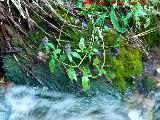 Consuelda menor - Prunella vulgaris. Ro Fro - Los Villares