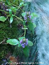 Consuelda menor - Prunella vulgaris. Ro Fro - Los Villares