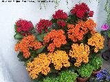 Calanchoe - Kalanchoe blossfeldiana. Crdoba