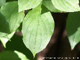 Cornejo - Cornus sanguinea. Cazorla