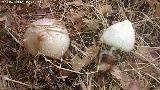 Volvaria sedosa - Volvariella bombycina. 